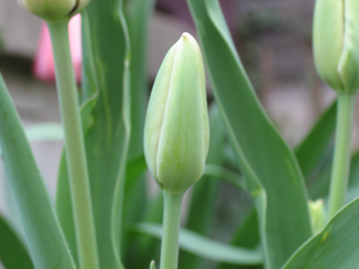 Monday 7:56am.  Here begins a rather disappointing longitudinal study.