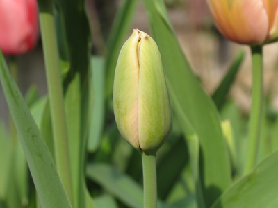 Monday 6:13pm.  I wanted to show how rapidly tulips bloom.