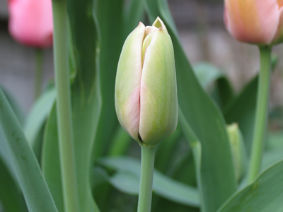 Monday 7:21pm.  I chose a flower at random to photograph.