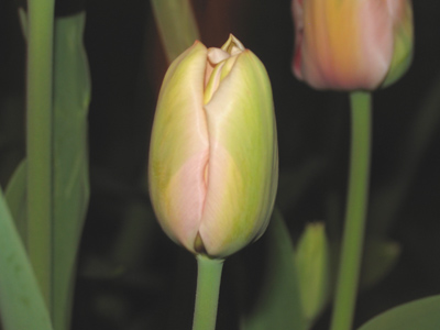 Monday 10:19pm.  Unfortunately I happened to pick the late bloomer of the bunch.