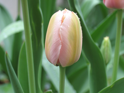 Tuesday 11:28am.  Meanwhile, other tulips are busting out all over.