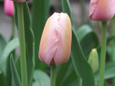 Wednesday 8:46am.  By this point I was considering Miracle-Gro, steroids . . . 