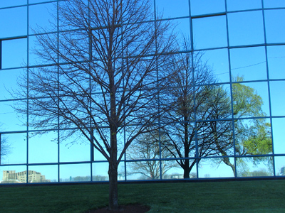 How much is that maple in the window?