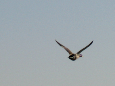 Duck!  Here comes a bird!