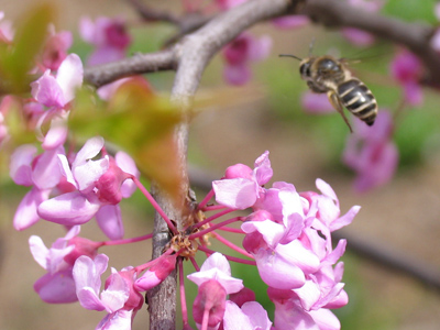 Unlike the oblivious bumblebees, this guy let me know he didn`t want me around.