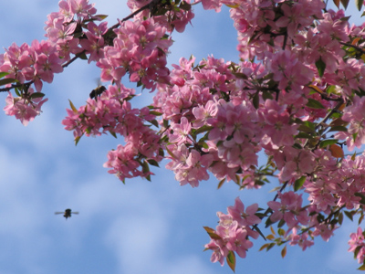  . . . and the bees (and the flowers in the trees).