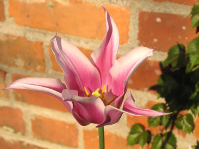 Not just another tulip -- a tulip with bricks.