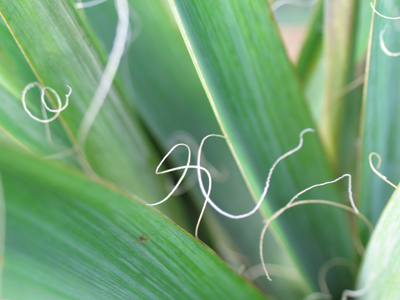 Where ramen noodles come from.