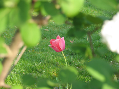 Not just another tulip -- a tulip with scenery.