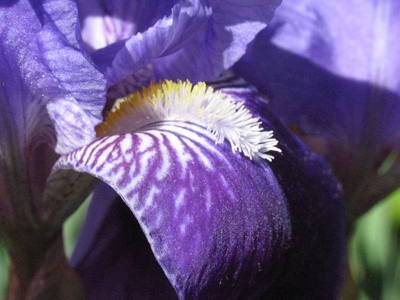 An iris comes with its own built-in caterpillar.