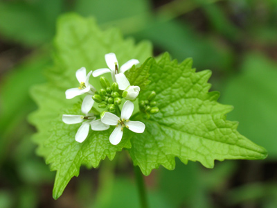 Capturing nature -- one square inch at a time.