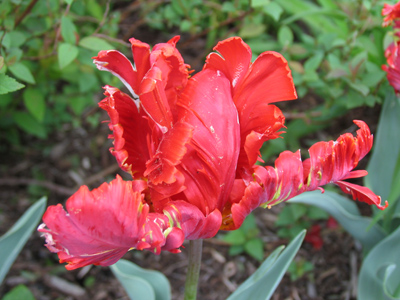 These flowers looked as though they`d been vandalized.