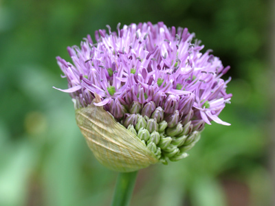 Would you be surprised to learn that I always enjoyed the book `Horton Hears a Who`?