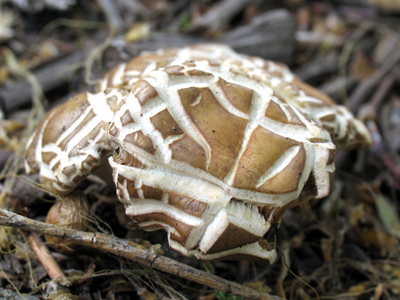 When they split like that, they hold the gravy better.