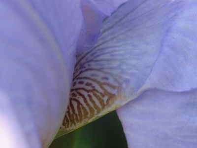 The secret of the iris.