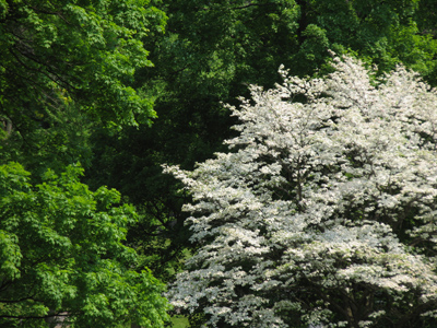 See, I don`t always zoom in close to shoot leaves.