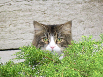 `Who are you calling a non-subject?`