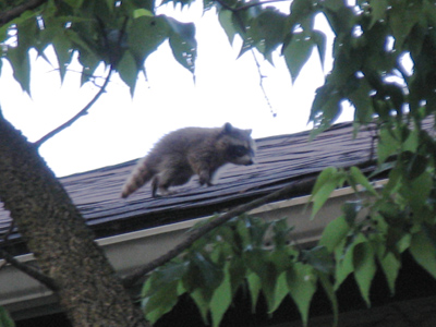 My upstairs neighbor (and I live on the top floor).