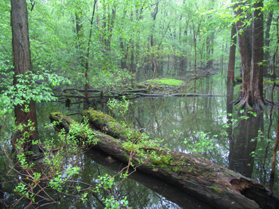 I`ve been thinking about purchasing this real estate, but wanted to run it bayou first.