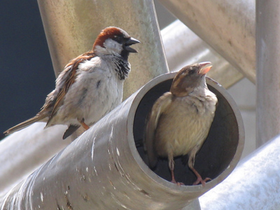 `No you are NOT going out tonight!  Get back inside!`