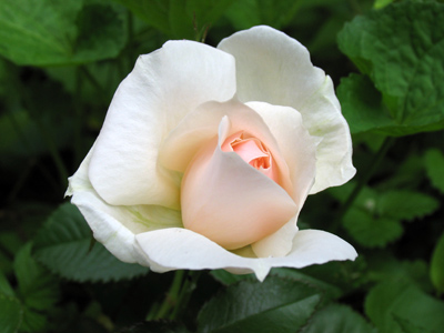 Growing alone among the weeds, next to the trash cans.