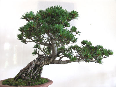 A 20-year-old tree, about a foot tall.