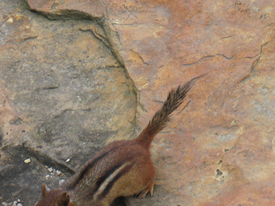 The little critter moves pretty fast.