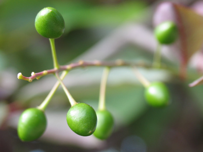 Where Skittles come from.