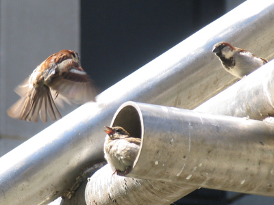 Birds appreciate statues and sculptures more than we do.