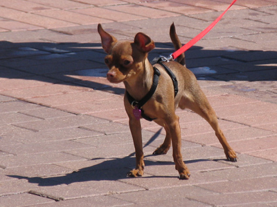 Taking his human for a walk.