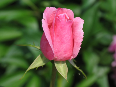 The direct result of all those April showers.