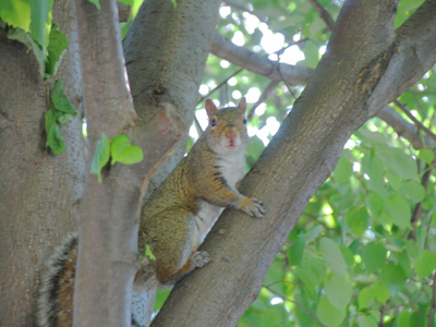 Closely related to the rat, of course, but a lot cuter.