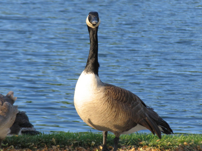 Canadian geese say, `Honk, eh?`