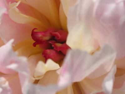 There was even a sign telling what this flower is, but I didn`t pay attention.