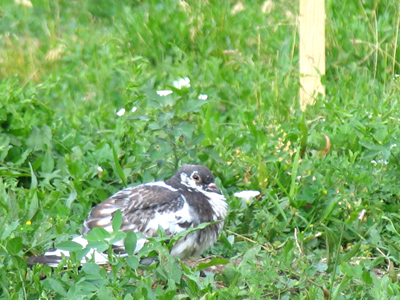 Oreo`s habitat is slowly being turned into a parking lot (see May 10), but s/he is still nesting.