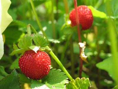These berries are almost buried.