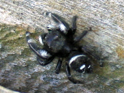 You might think it looks creepy, but I was actually sitting there when it crawled out.