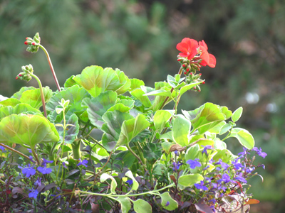 Experiment in depth of field.