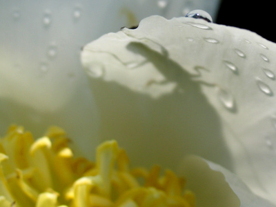 What`s lurking behind that petal?