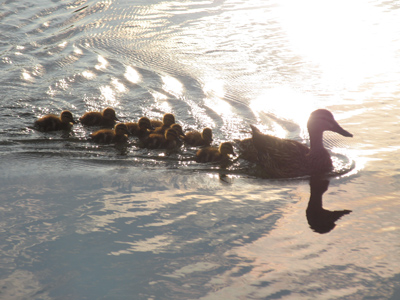 They may go QUACK when they`re older, but at this stage it`s strictly PEEP.