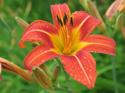 Jardins sous la pluie, by Claude Debussy.
