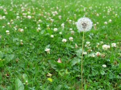 Outstanding in its field.