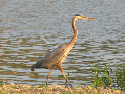 Oh gross!  There`s a heron my river.