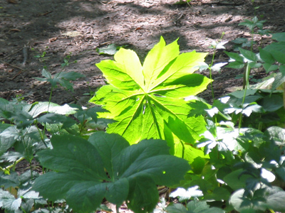 The bright one in the family.