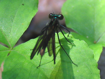 Time to shave those legs.