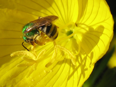 As seen on TV:  The Green Hornet.