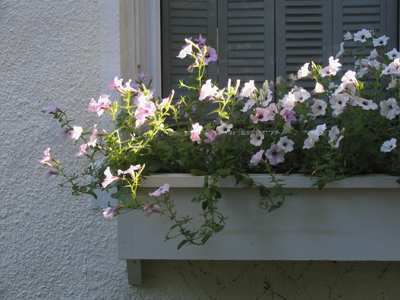 You can witness a miracle every morning if you`re out of bed by sunrise.