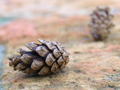 I prefer sugar cones.