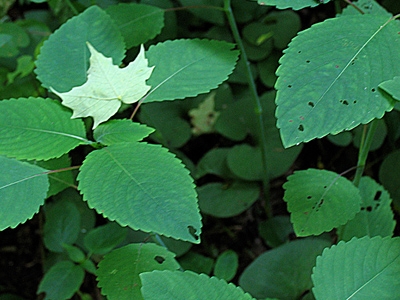 In another setting, the maple leaf would look green.