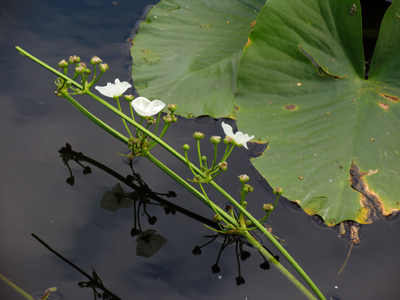 Someday I`m really going to fall in.